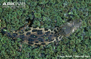 Illustration for article titled Sunday Crocodilian - Caiman latirostris Edition
